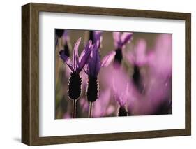 Close Up of Spanish Lavender (Lavandula Stoechas) Monfrague Np, Extremadura, Spain, March-Widstrand-Framed Photographic Print