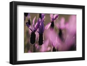 Close Up of Spanish Lavender (Lavandula Stoechas) Monfrague Np, Extremadura, Spain, March-Widstrand-Framed Photographic Print