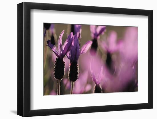 Close Up of Spanish Lavender (Lavandula Stoechas) Monfrague Np, Extremadura, Spain, March-Widstrand-Framed Photographic Print