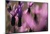 Close Up of Spanish Lavender (Lavandula Stoechas) Monfrague Np, Extremadura, Spain, March-Widstrand-Mounted Photographic Print