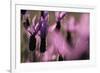 Close Up of Spanish Lavender (Lavandula Stoechas) Monfrague Np, Extremadura, Spain, March-Widstrand-Framed Photographic Print