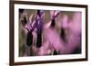 Close Up of Spanish Lavender (Lavandula Stoechas) Monfrague Np, Extremadura, Spain, March-Widstrand-Framed Photographic Print