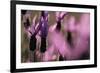 Close Up of Spanish Lavender (Lavandula Stoechas) Monfrague Np, Extremadura, Spain, March-Widstrand-Framed Photographic Print