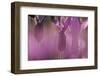 Close Up of Spanish Lavender (Lavandula Stoechas) Monfrague Np, Extremadura, Spain, March-Widstrand-Framed Photographic Print