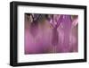 Close Up of Spanish Lavender (Lavandula Stoechas) Monfrague Np, Extremadura, Spain, March-Widstrand-Framed Photographic Print