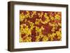 Close-Up of Sphagnum Moss (Sphagnum Sp) Flow Country, Sutherland, Highlands, Scotland, UK, July-Mark Hamblin-Framed Photographic Print