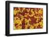 Close-Up of Sphagnum Moss (Sphagnum Sp) Flow Country, Sutherland, Highlands, Scotland, UK, July-Mark Hamblin-Framed Photographic Print