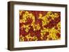 Close-Up of Sphagnum Moss (Sphagnum Sp) Flow Country, Sutherland, Highlands, Scotland, UK, July-Mark Hamblin-Framed Photographic Print