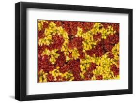 Close-Up of Sphagnum Moss (Sphagnum Sp) Flow Country, Sutherland, Highlands, Scotland, UK, July-Mark Hamblin-Framed Photographic Print