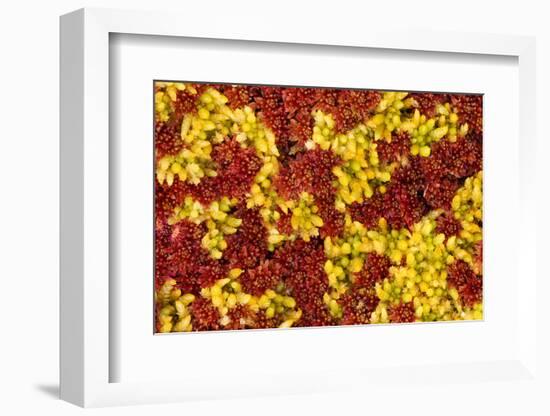 Close-Up of Sphagnum Moss (Sphagnum Sp) Flow Country, Sutherland, Highlands, Scotland, UK, July-Mark Hamblin-Framed Photographic Print