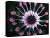 Close-up of Spoon Daisy or Nasinga Purple Flower, Maui, Hawaii, USA-Nancy & Steve Ross-Stretched Canvas