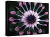 Close-up of Spoon Daisy or Nasinga Purple Flower, Maui, Hawaii, USA-Nancy & Steve Ross-Stretched Canvas