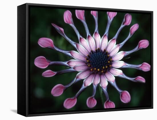 Close-up of Spoon Daisy or Nasinga Purple Flower, Maui, Hawaii, USA-Nancy & Steve Ross-Framed Stretched Canvas