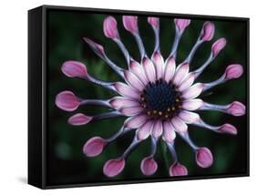Close-up of Spoon Daisy or Nasinga Purple Flower, Maui, Hawaii, USA-Nancy & Steve Ross-Framed Stretched Canvas
