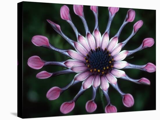 Close-up of Spoon Daisy or Nasinga Purple Flower, Maui, Hawaii, USA-Nancy & Steve Ross-Stretched Canvas