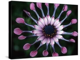 Close-up of Spoon Daisy or Nasinga Purple Flower, Maui, Hawaii, USA-Nancy & Steve Ross-Stretched Canvas