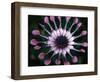 Close-up of Spoon Daisy or Nasinga Purple Flower, Maui, Hawaii, USA-Nancy & Steve Ross-Framed Photographic Print