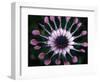 Close-up of Spoon Daisy or Nasinga Purple Flower, Maui, Hawaii, USA-Nancy & Steve Ross-Framed Photographic Print