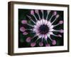 Close-up of Spoon Daisy or Nasinga Purple Flower, Maui, Hawaii, USA-Nancy & Steve Ross-Framed Photographic Print