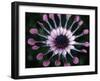 Close-up of Spoon Daisy or Nasinga Purple Flower, Maui, Hawaii, USA-Nancy & Steve Ross-Framed Photographic Print