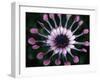 Close-up of Spoon Daisy or Nasinga Purple Flower, Maui, Hawaii, USA-Nancy & Steve Ross-Framed Photographic Print