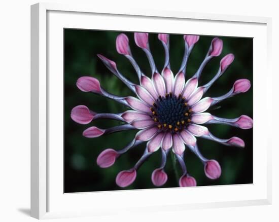 Close-up of Spoon Daisy or Nasinga Purple Flower, Maui, Hawaii, USA-Nancy & Steve Ross-Framed Photographic Print