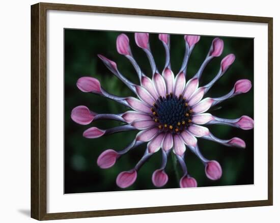 Close-up of Spoon Daisy or Nasinga Purple Flower, Maui, Hawaii, USA-Nancy & Steve Ross-Framed Photographic Print