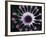 Close-up of Spoon Daisy or Nasinga Purple Flower, Maui, Hawaii, USA-Nancy & Steve Ross-Framed Photographic Print