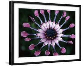 Close-up of Spoon Daisy or Nasinga Purple Flower, Maui, Hawaii, USA-Nancy & Steve Ross-Framed Photographic Print