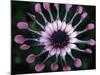 Close-up of Spoon Daisy or Nasinga Purple Flower, Maui, Hawaii, USA-Nancy & Steve Ross-Mounted Photographic Print