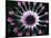 Close-up of Spoon Daisy or Nasinga Purple Flower, Maui, Hawaii, USA-Nancy & Steve Ross-Mounted Photographic Print