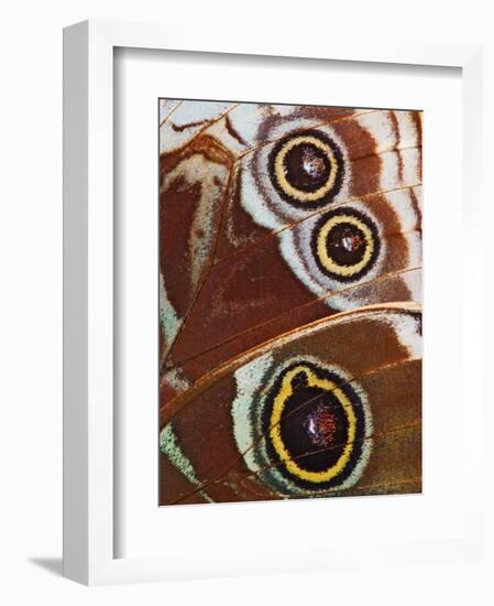 Close-up of Spots on Blue Morpho Butterfly Wing-Adam Jones-Framed Photographic Print