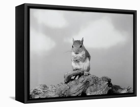 Close-Up of Squirrel-Philip Gendreau-Framed Stretched Canvas