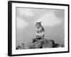 Close-Up of Squirrel-Philip Gendreau-Framed Photographic Print