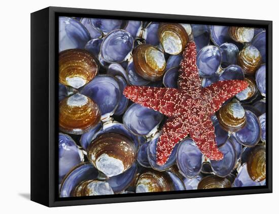 Close-Up of Starfish and Clam Shells, Hood Canal, Seabeck, Washington, USA-Don Paulson-Framed Stretched Canvas