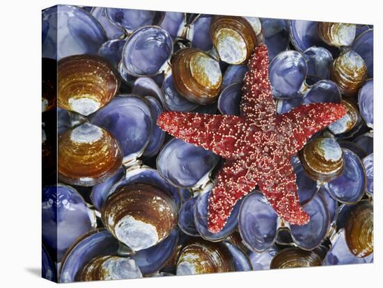 Close-Up of Starfish and Clam Shells, Hood Canal, Seabeck, Washington, USA-Don Paulson-Stretched Canvas