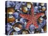 Close-Up of Starfish and Clam Shells, Hood Canal, Seabeck, Washington, USA-Don Paulson-Stretched Canvas