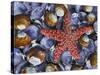 Close-Up of Starfish and Clam Shells, Hood Canal, Seabeck, Washington, USA-Don Paulson-Stretched Canvas