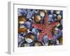 Close-Up of Starfish and Clam Shells, Hood Canal, Seabeck, Washington, USA-Don Paulson-Framed Photographic Print