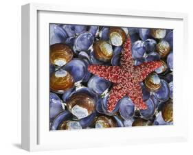 Close-Up of Starfish and Clam Shells, Hood Canal, Seabeck, Washington, USA-Don Paulson-Framed Photographic Print