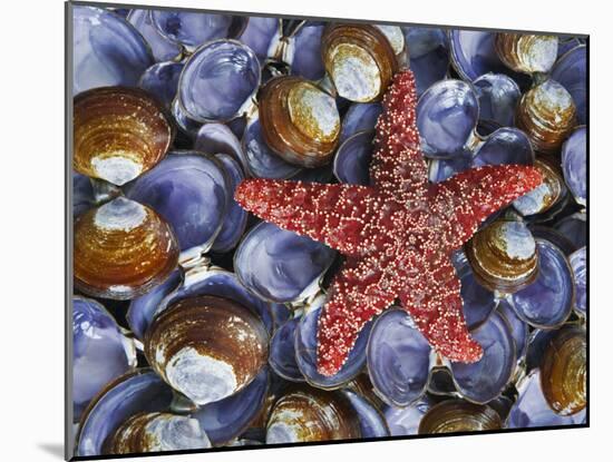 Close-Up of Starfish and Clam Shells, Hood Canal, Seabeck, Washington, USA-Don Paulson-Mounted Photographic Print