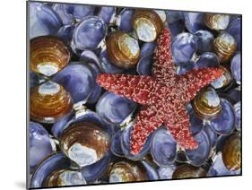 Close-Up of Starfish and Clam Shells, Hood Canal, Seabeck, Washington, USA-Don Paulson-Mounted Photographic Print