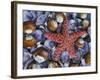 Close-Up of Starfish and Clam Shells, Hood Canal, Seabeck, Washington, USA-Don Paulson-Framed Photographic Print