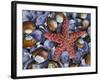 Close-Up of Starfish and Clam Shells, Hood Canal, Seabeck, Washington, USA-Don Paulson-Framed Photographic Print