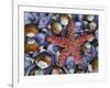 Close-Up of Starfish and Clam Shells, Hood Canal, Seabeck, Washington, USA-Don Paulson-Framed Photographic Print