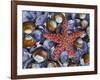 Close-Up of Starfish and Clam Shells, Hood Canal, Seabeck, Washington, USA-Don Paulson-Framed Photographic Print