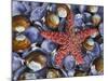 Close-Up of Starfish and Clam Shells, Hood Canal, Seabeck, Washington, USA-Don Paulson-Mounted Photographic Print