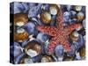Close-Up of Starfish and Clam Shells, Hood Canal, Seabeck, Washington, USA-Don Paulson-Stretched Canvas