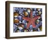 Close-Up of Starfish and Clam Shells, Hood Canal, Seabeck, Washington, USA-Don Paulson-Framed Photographic Print