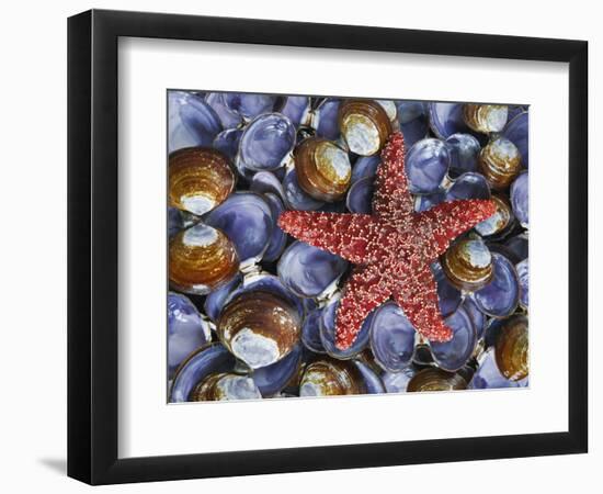 Close-Up of Starfish and Clam Shells, Hood Canal, Seabeck, Washington, USA-Don Paulson-Framed Photographic Print